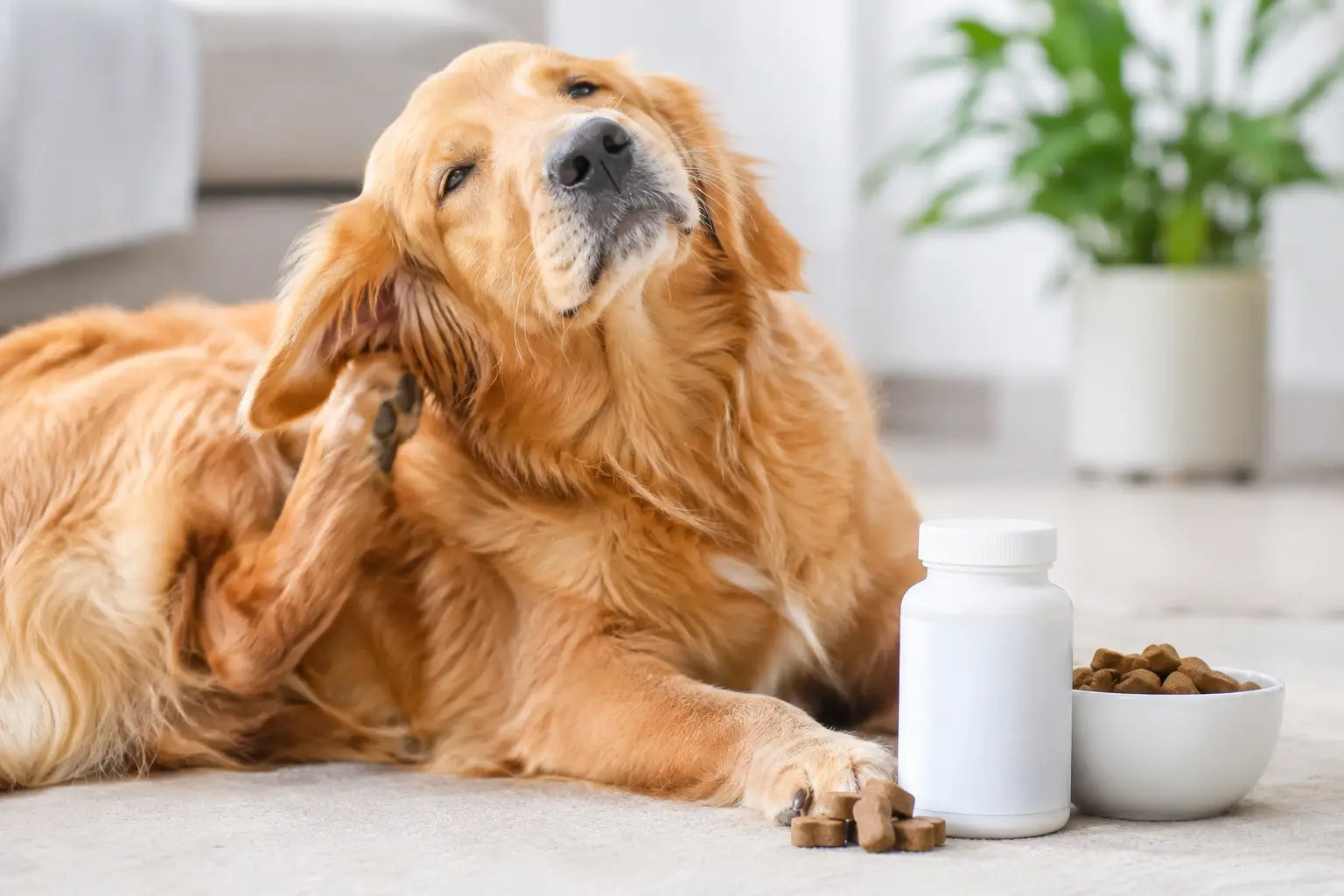 Dog Allergy Supplement Review for Itchy Dogs