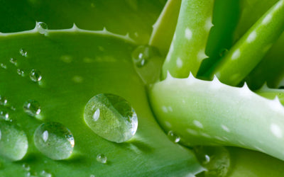 Aloe Macroclada