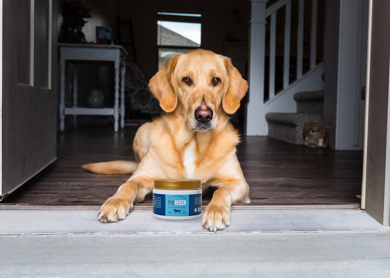 Labrador with jar of PetREGEN25