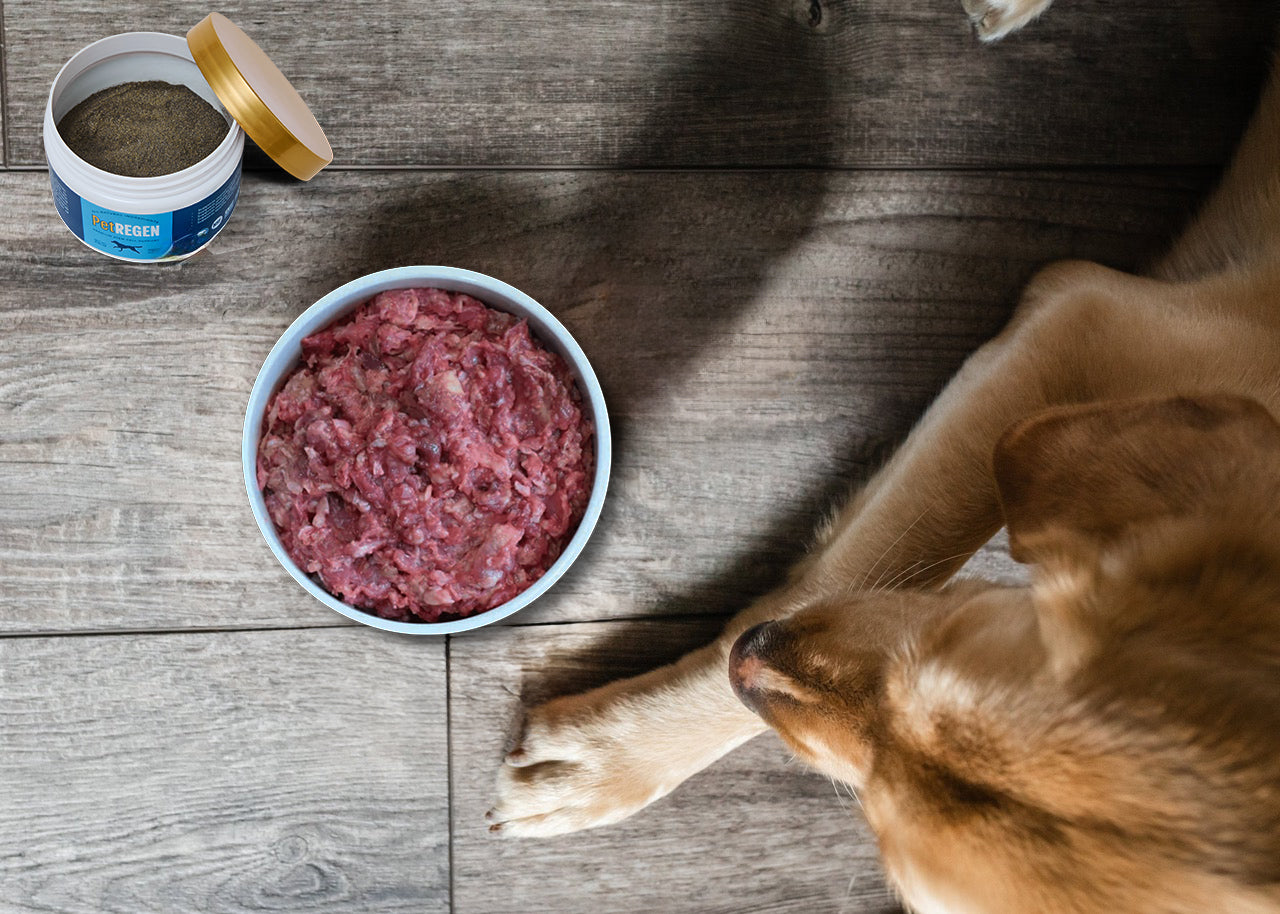 dog with petregen and a healthy bowl of raw meat