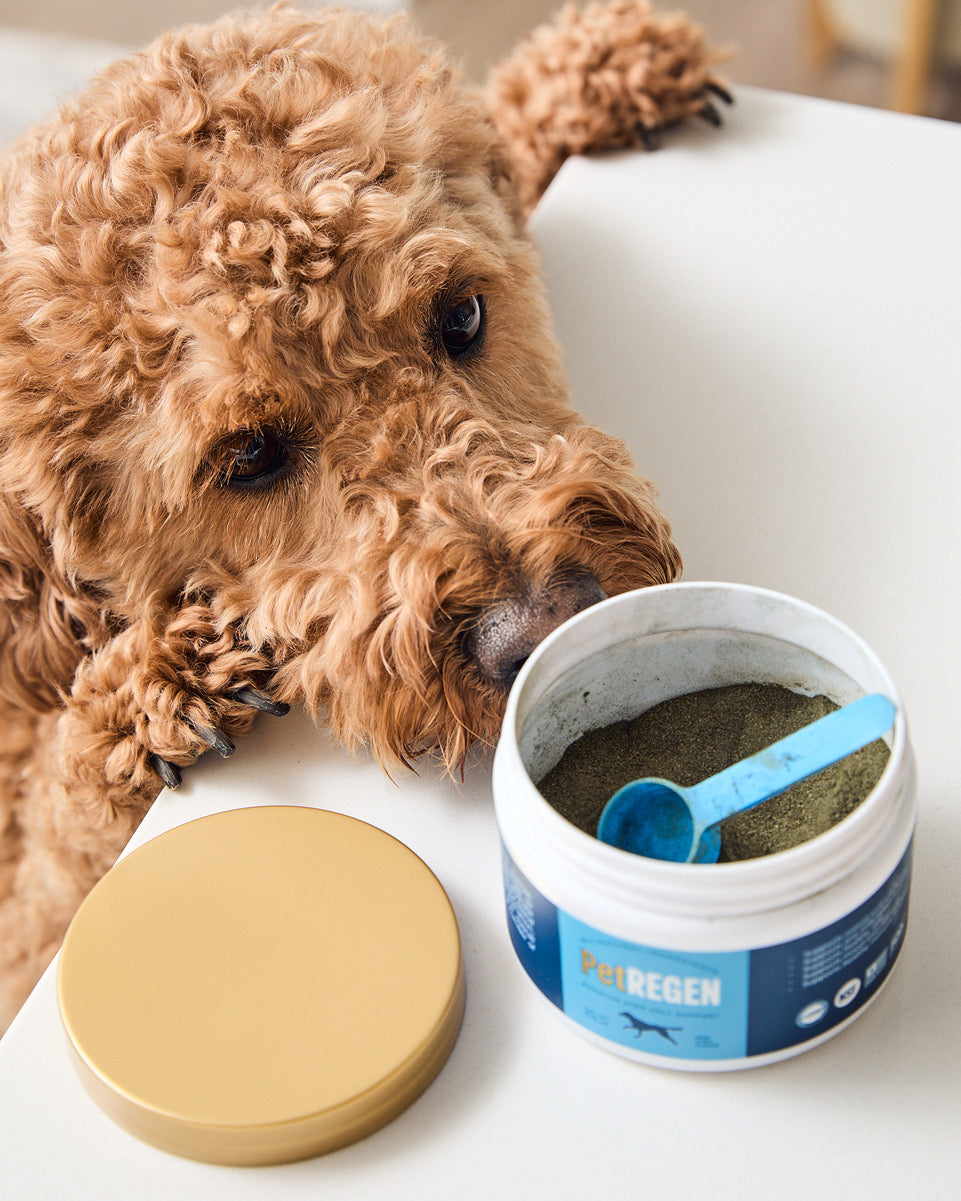 PetREGEN® Natural Stem Cell Support Supplement for Pets