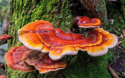 Reishi Mushroom