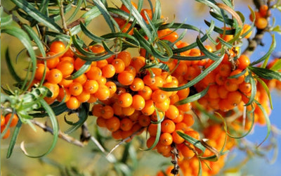 Sea Buckthorn